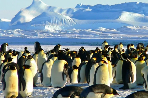 amor pinguinos