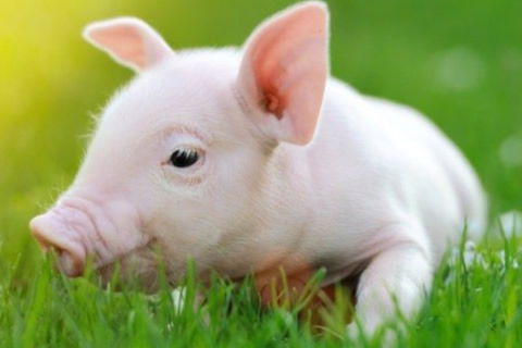 cerdo vietnamita bebe