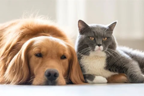 convivencia perros y gatos