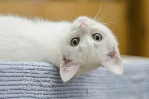 cuidar gato albino