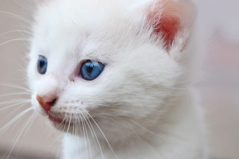 gato albino cuidados