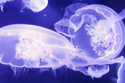 medusa alimento