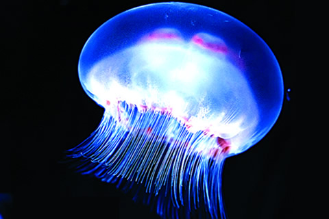 medusa cuidados