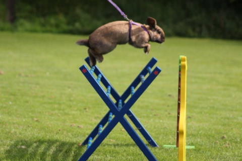 rabbit show jumping