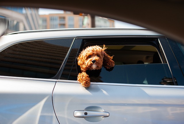 Cómo llevar mascotas en tu auto